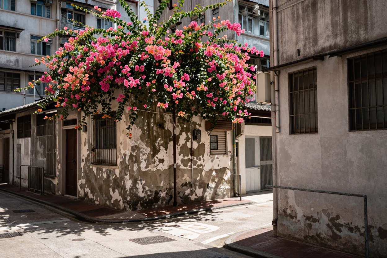 Hong Kong Street Scene Under Noon Sun with Bougainvillea and Clay Pots in in Hong Kong, Hong Kong