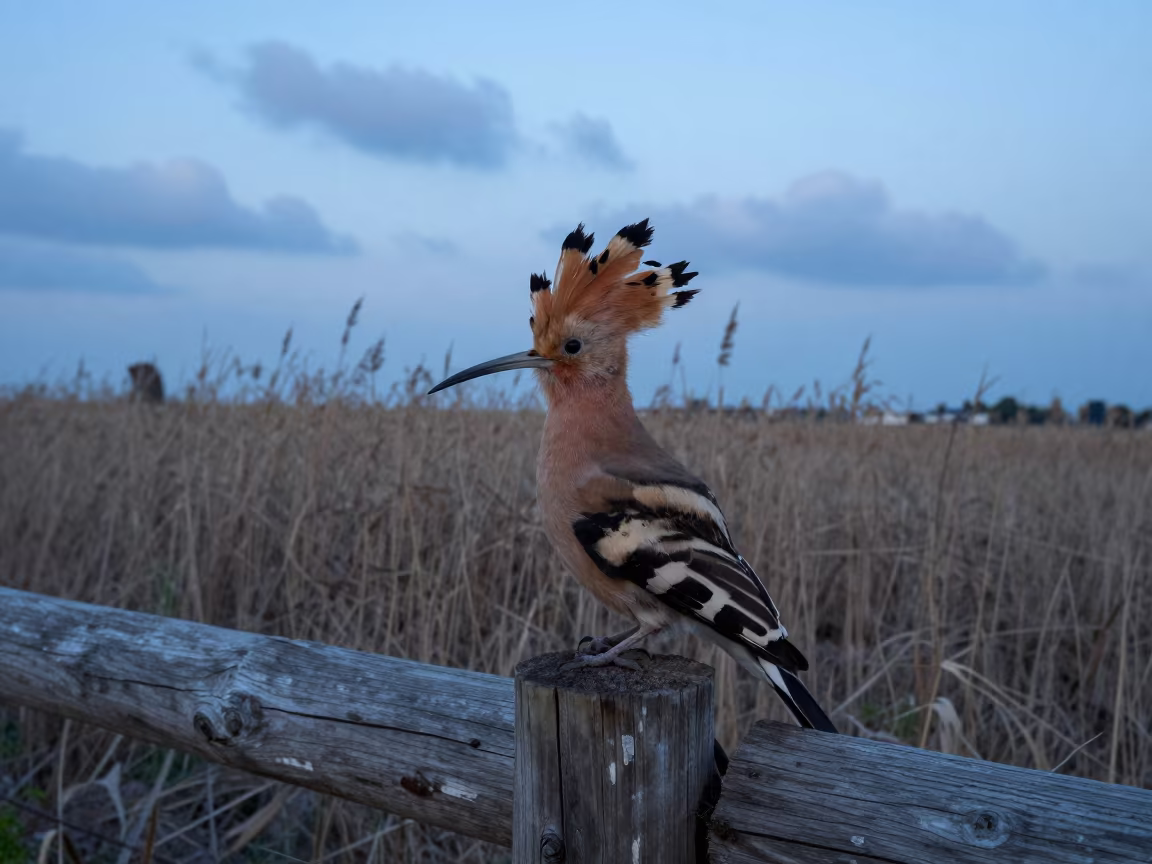 Hoopoe Fanning Crest on Fence Post Twilight in at the edge of a reed bed near Mersin