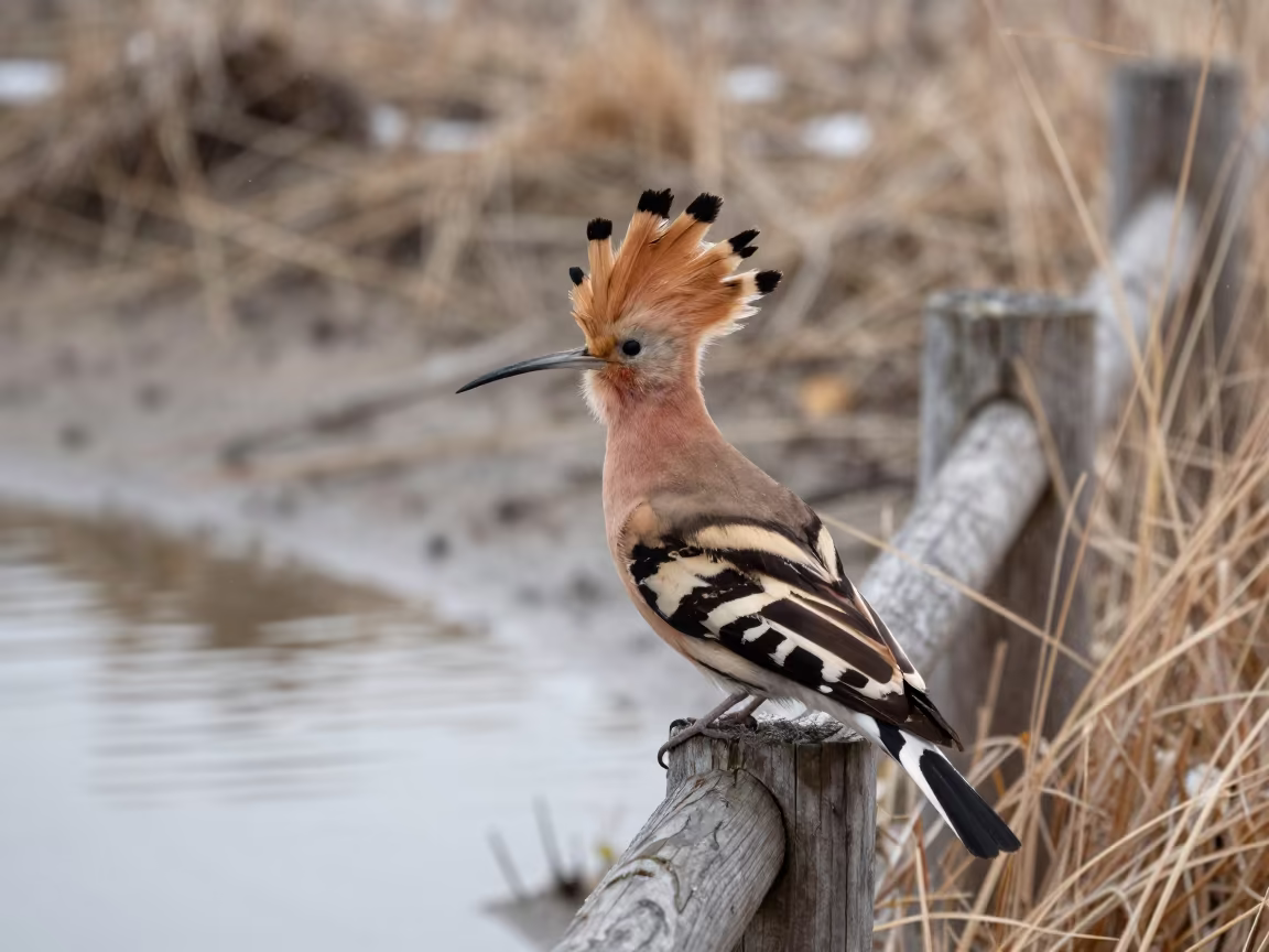 Hoopoe Fanning Crest on Fence Post Near Water in beside a tidal inlet near Kunming