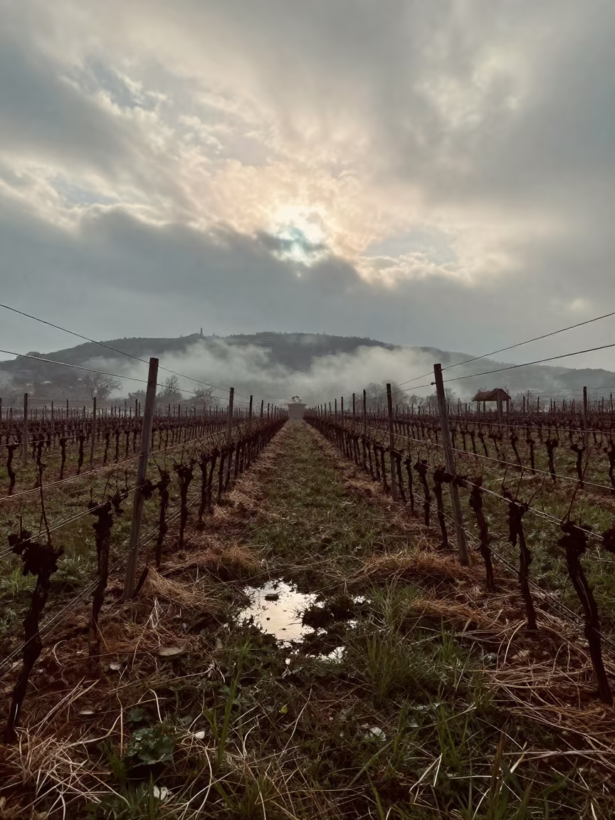 Hop Wire Lines Vanish Into Winter Valley Haze in between vineyard trellises in Calle Jaen, La Paz