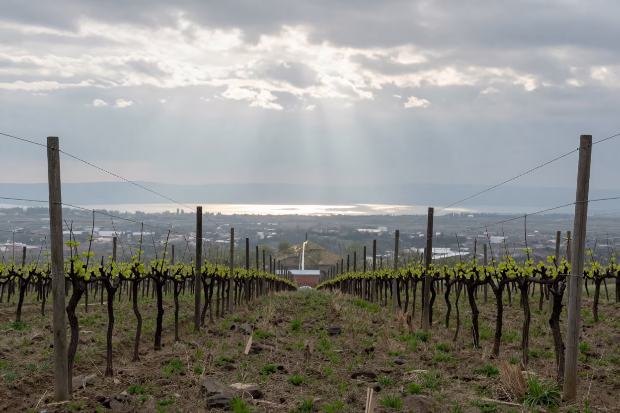Hop Yard Wire Line Through Tbilisi Valley Haze in between vineyard trellises in Tbilisi