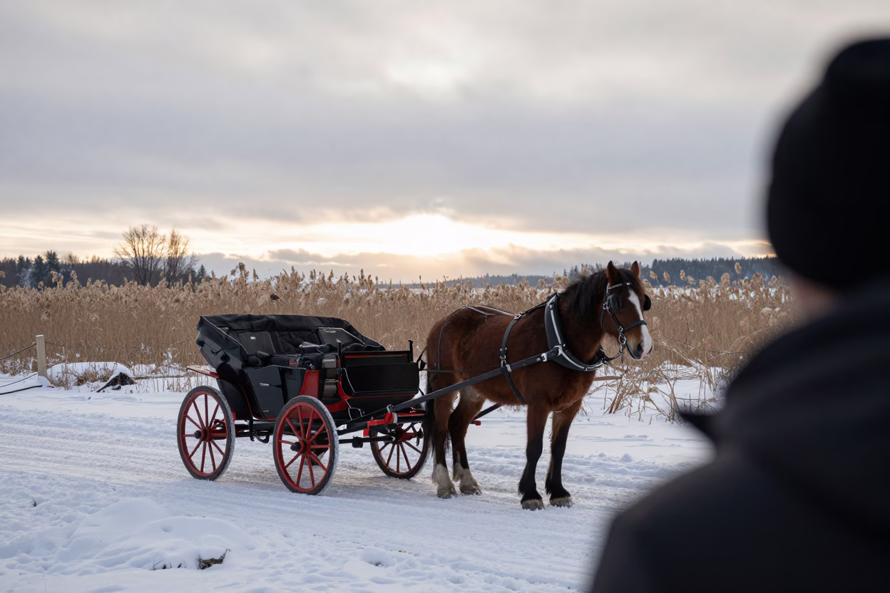 Horse Carriage Snow Edge Morning Vancouver in at the edge of a reed bed near Vancouver