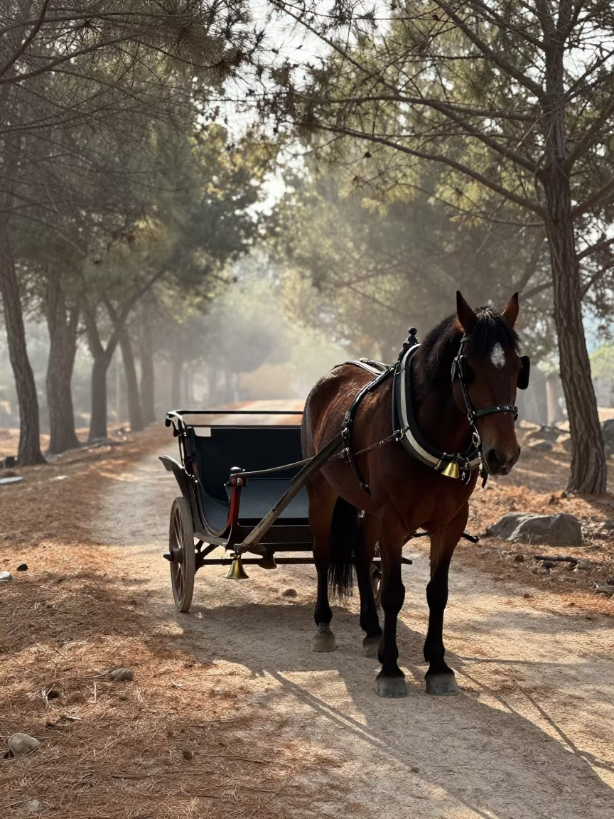Horse Sleigh Bells Dry Forest Sunrise Israel in in Israel