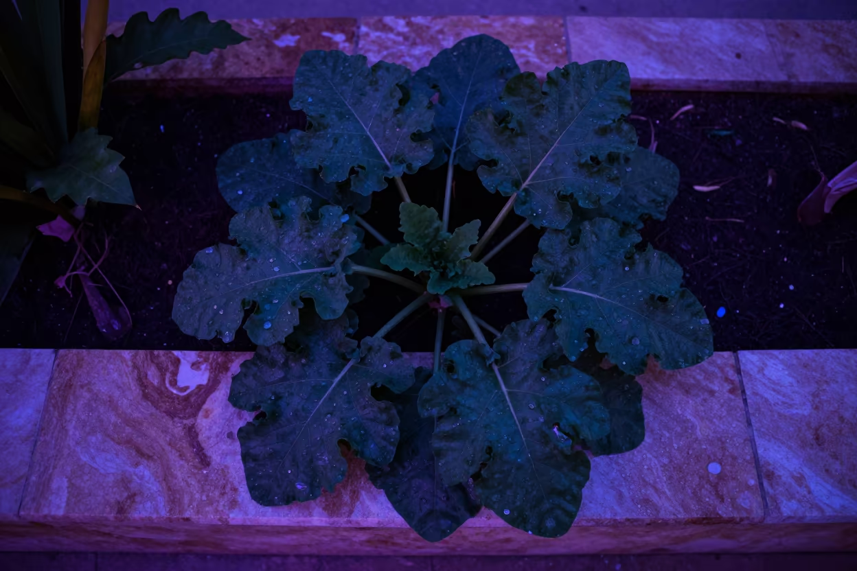 Horseradish Plant Pulled on Stone Ledge in on a stone ledge near Cabo San Lucas
