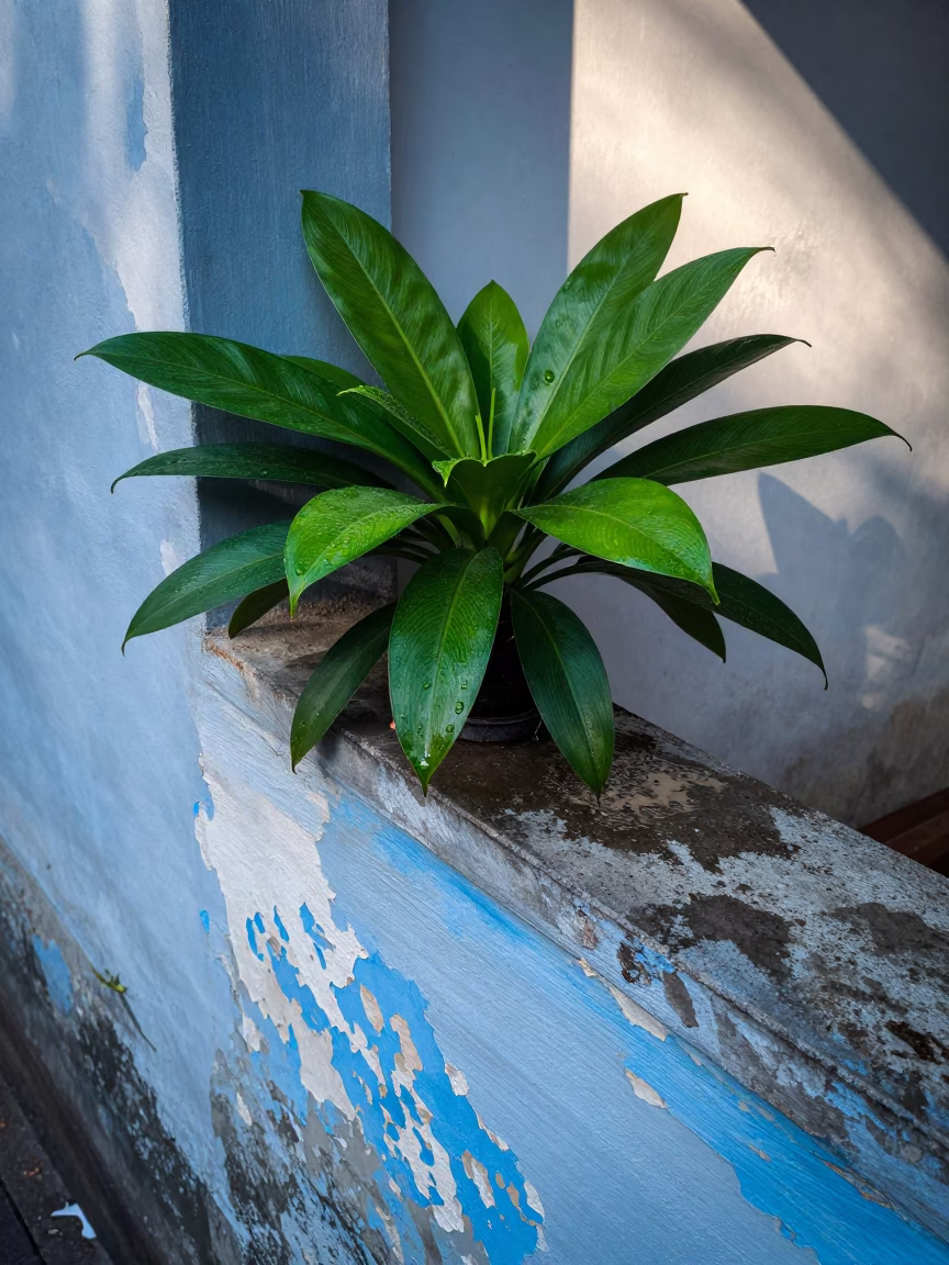 Houseplant in Ho Chi Minh City in in Ho Chi Minh City, Vietnam