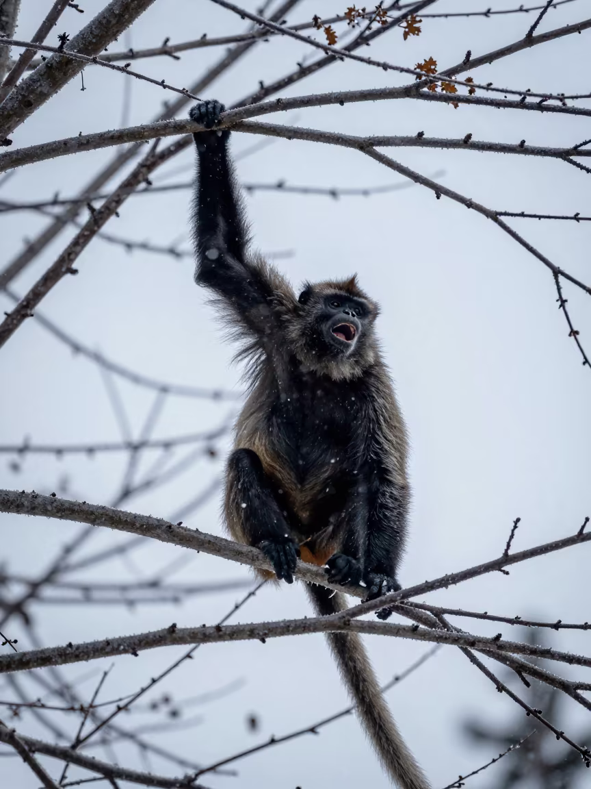 Howler Monkey Bellowing in Slovenian Winter Canopy in in Slovenia