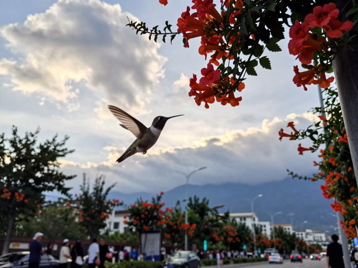 Hummingbird Hovering Backwards at Dali Street Corner in at a street corner busking spot in Dali