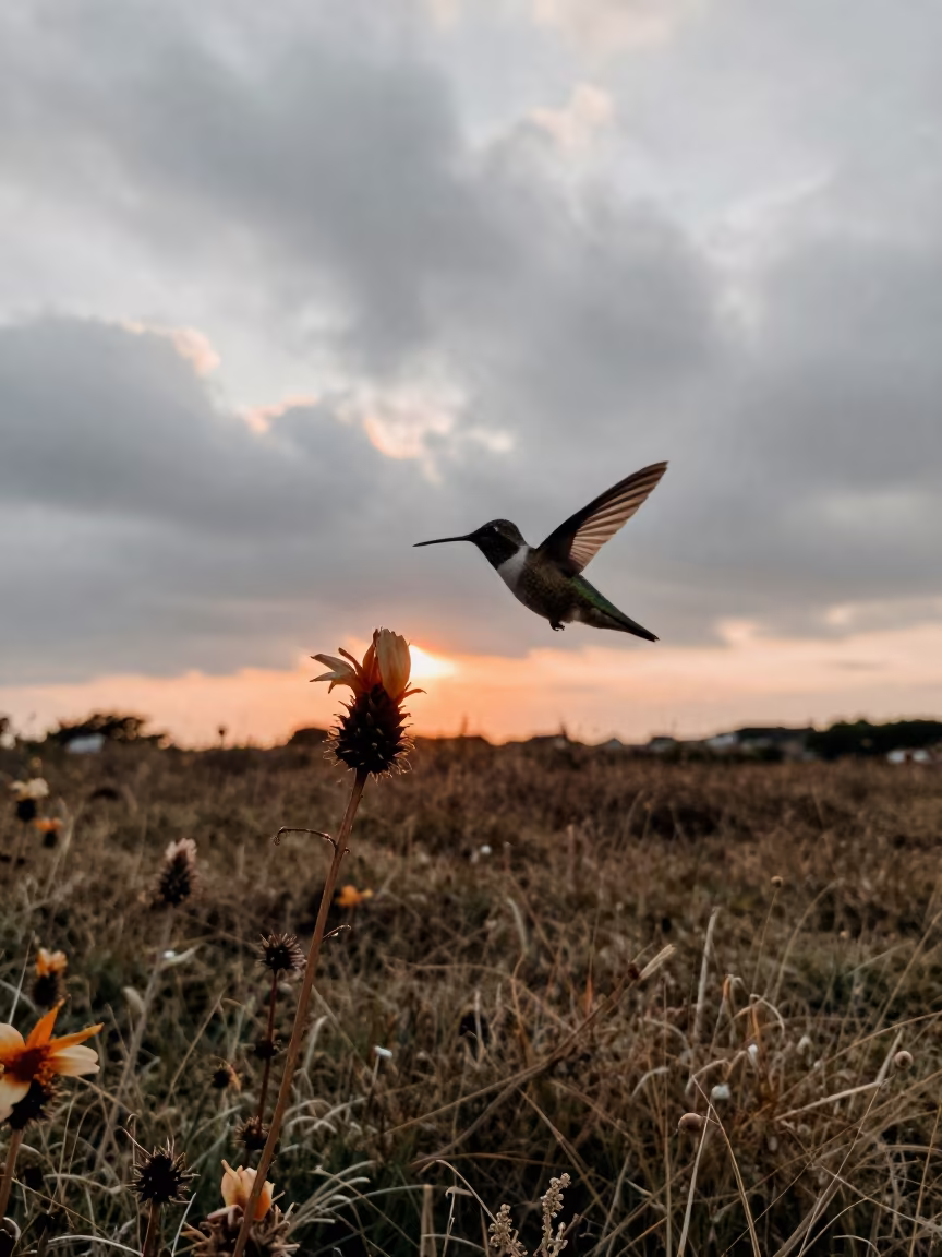 Hummingbird Hovering Over Flower at Brittany Sunset in in Brittany