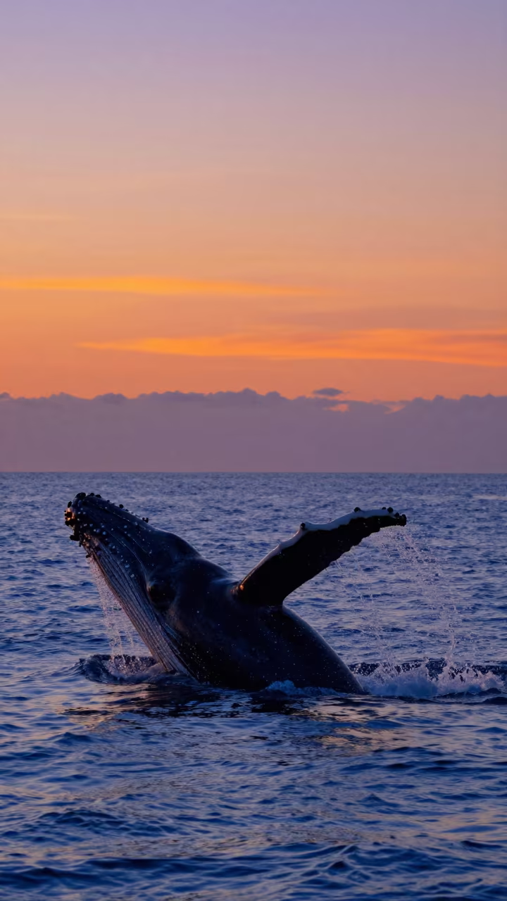 Humpback Whale Breaching at Florida Sunset in in Florida