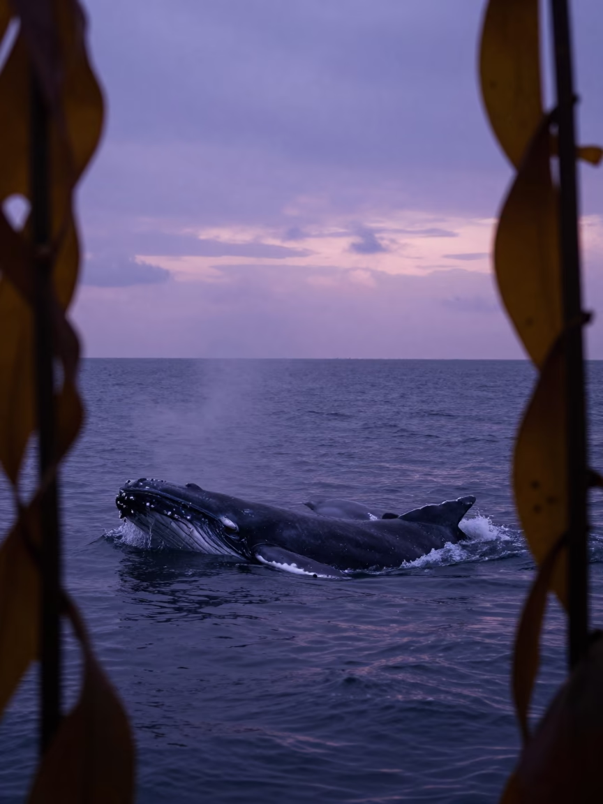 Silhouetted Humpback Whale and Calf in Kelp Forest in through a forest of kelp fronds near Mumbai
