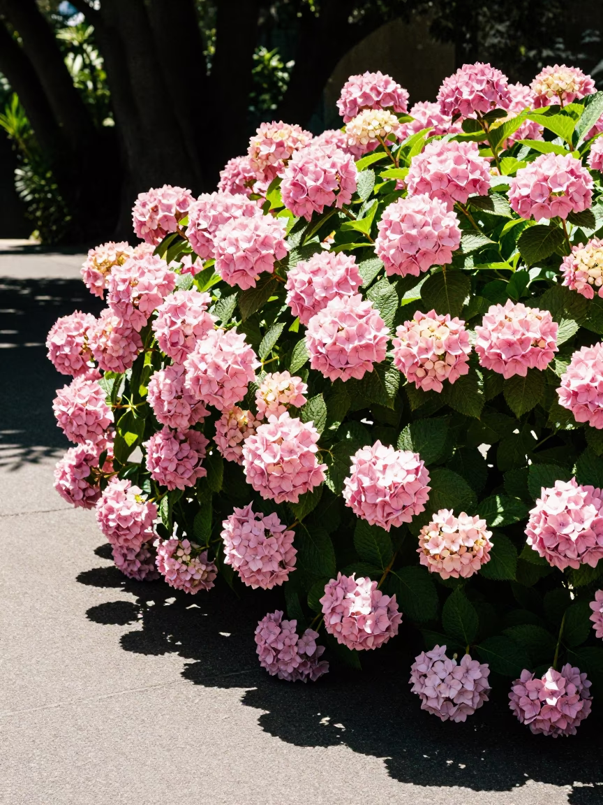 Hydrangea Bush in Hobart at The Flat Glare Of Noon Light in in Hobart, Tasmania, Australia