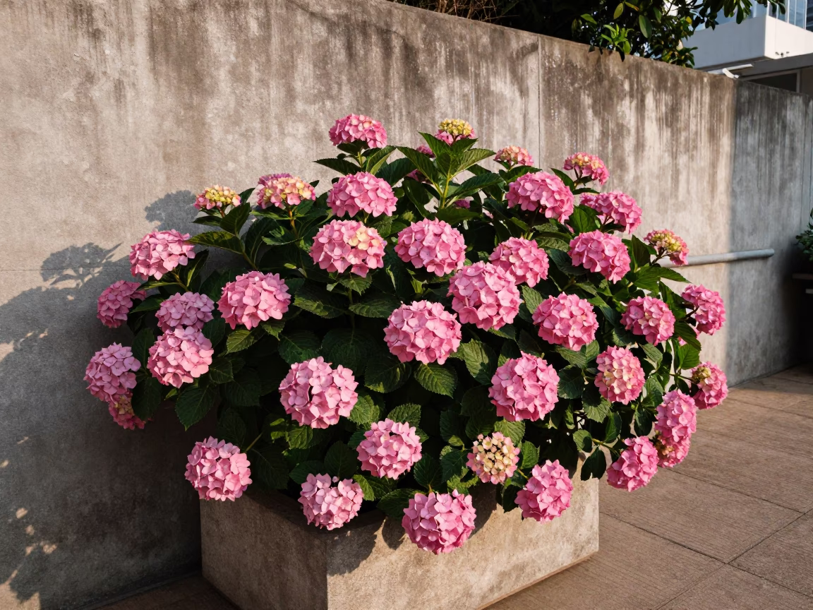 Hydrangea Bush in Hong Kong at The Early Afternoon Light in in Hong Kong, Hong Kong