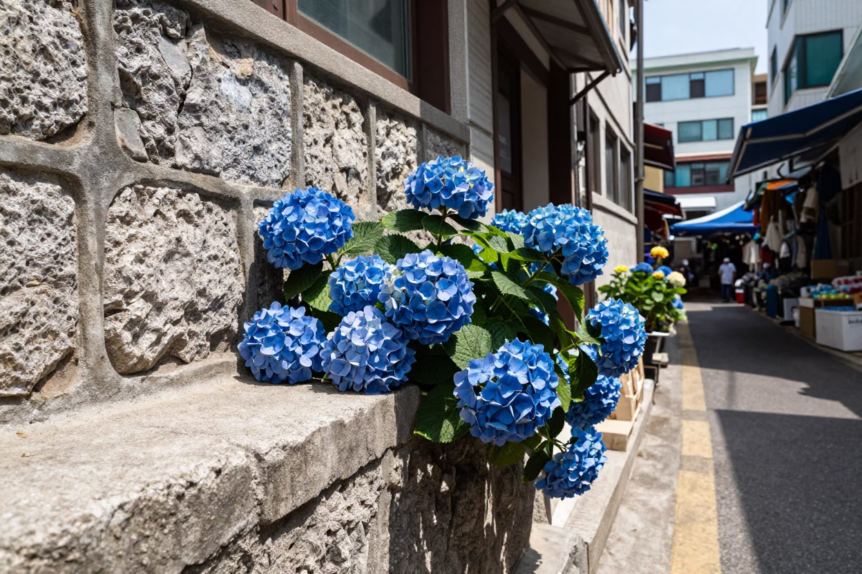 Hydrangeas at Late Morning Light in in Busan, South Korea