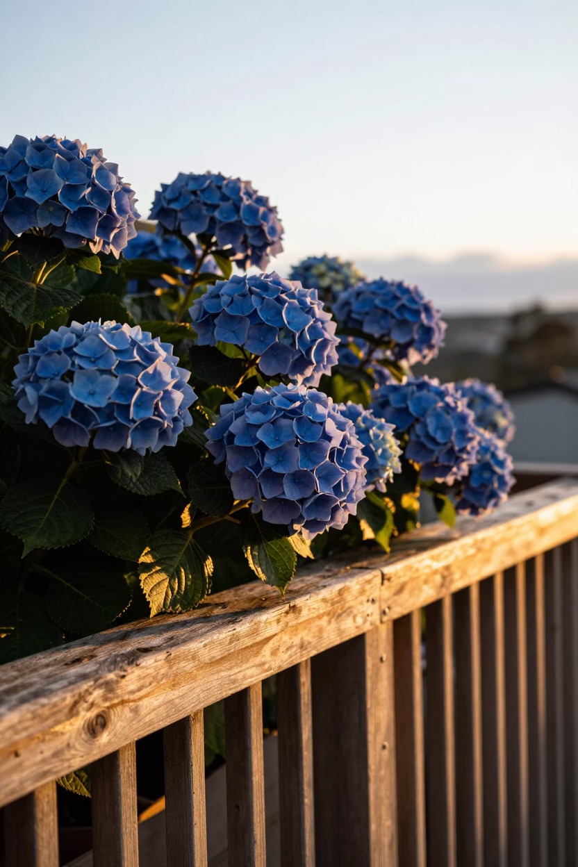 Hydrangeas in Hobart at Golden Hour in in Hobart, Tasmania, Australia