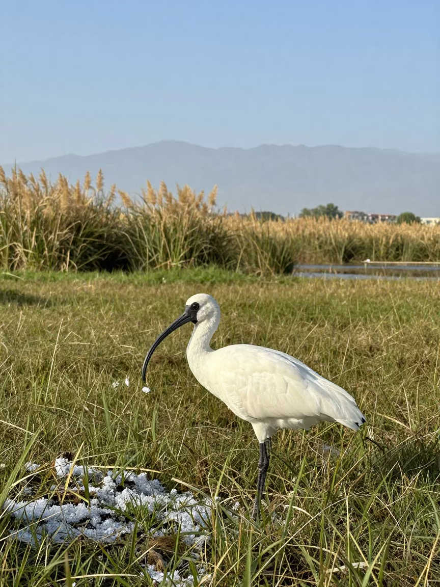 Ibis With Salt Crystals in Meadow Grass Near Hamad Town in at the edge of a reed bed near Hamad Town