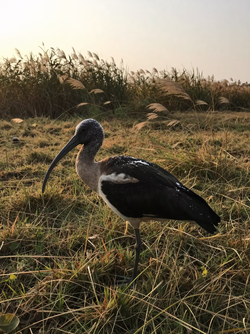 Ibis with Salt Feathers in Tripura Reed Bed in at the edge of a reed bed in Tripura