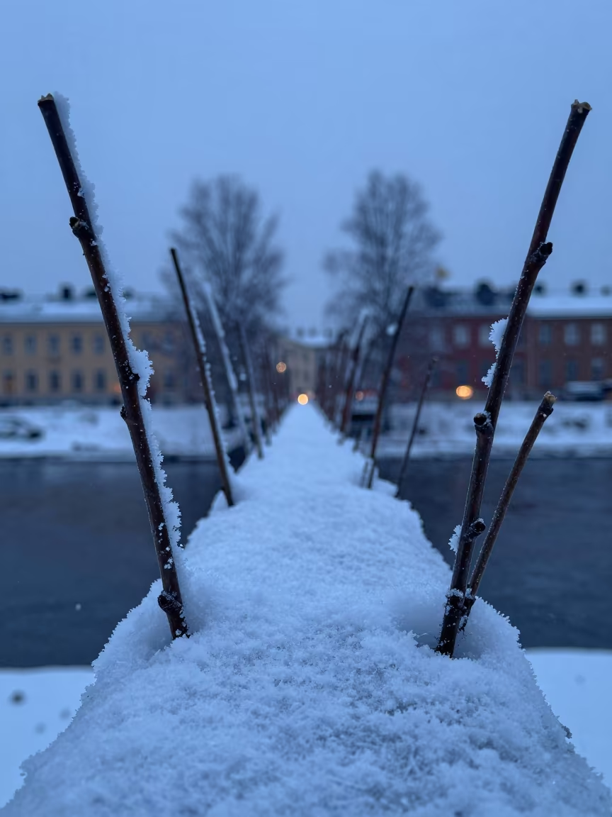 Ice Crystal Bridge Between Twigs Winter Twilight in near Stockholm