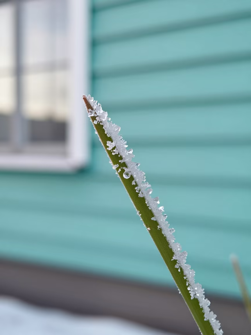 Ice Crystals on Frozen Grass Against Turquoise Wall in against weathered turquoise paint in Kallio, Helsinki