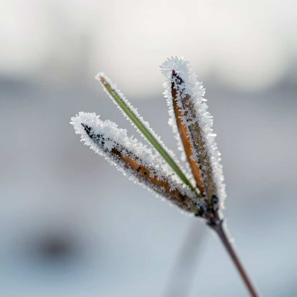 Ice Crystals on Frozen Grass Inside Seed Pod in inside a seed pod split open in Helsinki