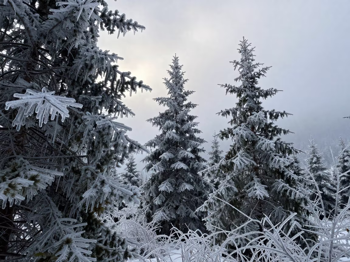 Ice Storm Coating British Columbia Branches at Dawn in in British Columbia