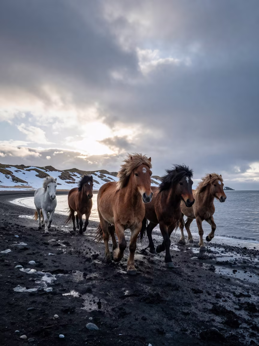 Iceland Horse Race Beach Tidal Inlet in beside a tidal inlet in Iceland