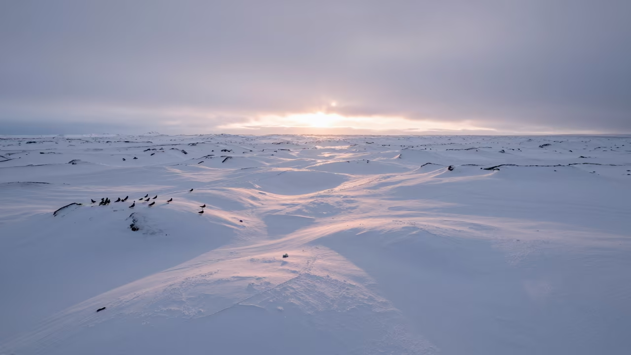 Icelandic Snow Fields Pink at Dawn in in Iceland