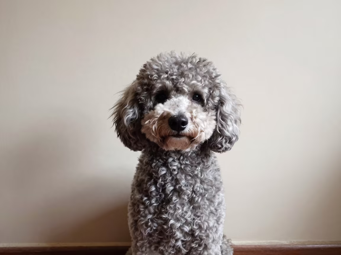 Ikeja Poodle Portrait with Defined Coat Texture in beside a plain plaster wall in soft indoor light with the animal centered in frame in Ikeja