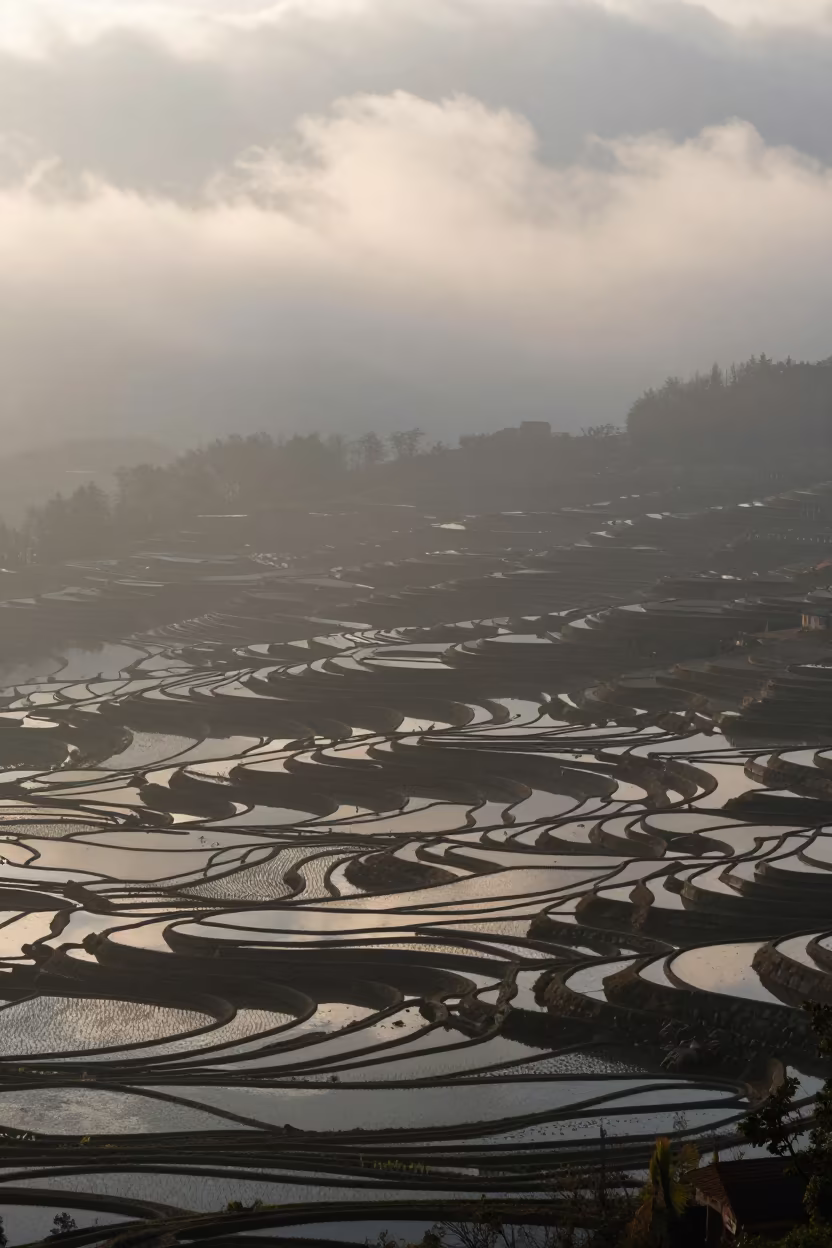 Illinois Rice Terraces Misty Dawn Light in in Illinois