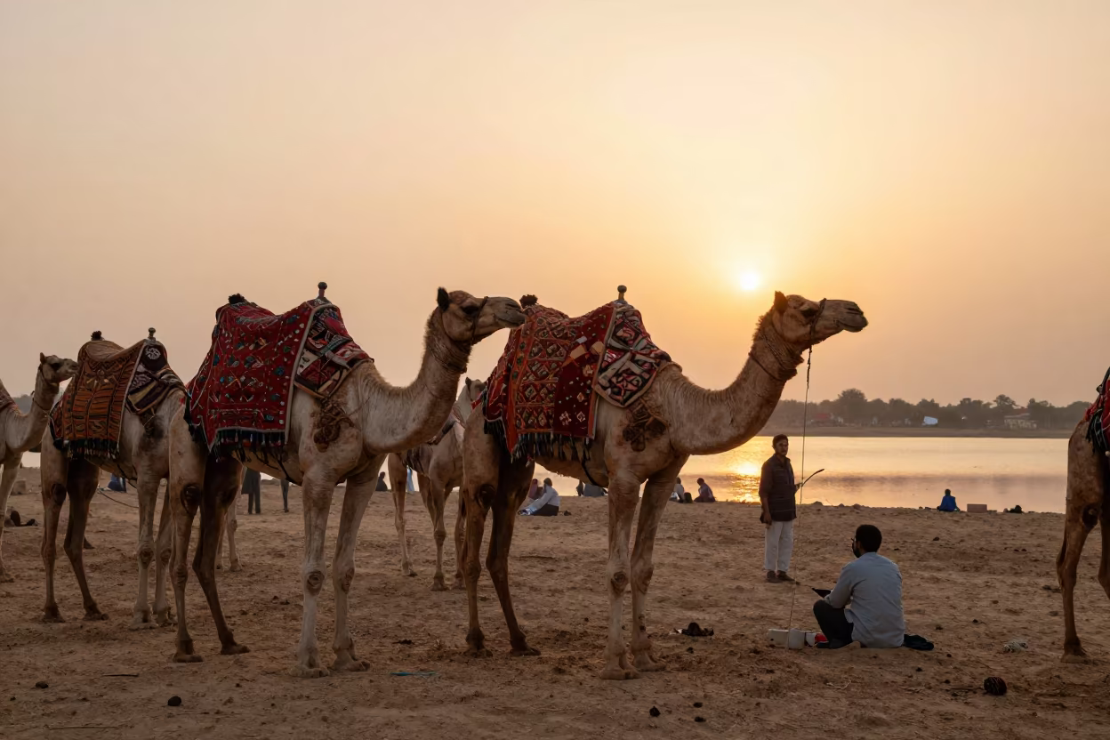 Indian Pushkar Camel Festival Sunset Phoenix in at a waterfront celebration near Phoenix