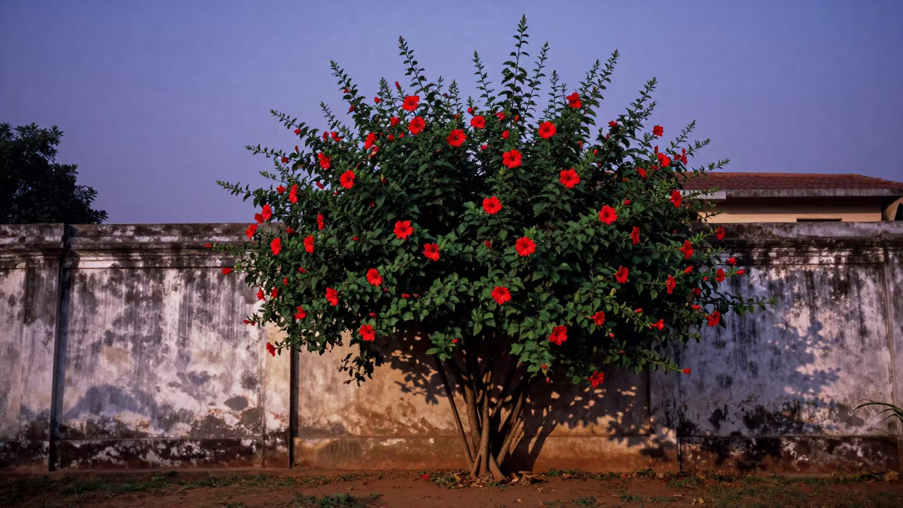 Indigo Twilight Hibiscus Hedge West Bengal in in West Bengal