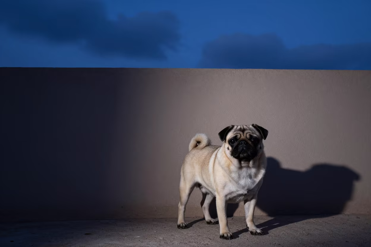 Indigo Twilight Pug by Courtyard Wall in beside a plain courtyard wall in clear daylight with the animal at eye level in Amarah