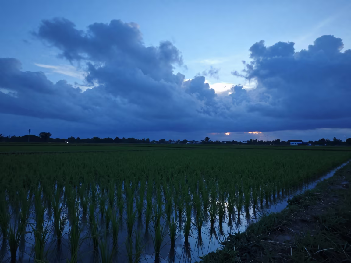Indigo Twilight Rice Paddies Reflecting Sky in near Port of Spain