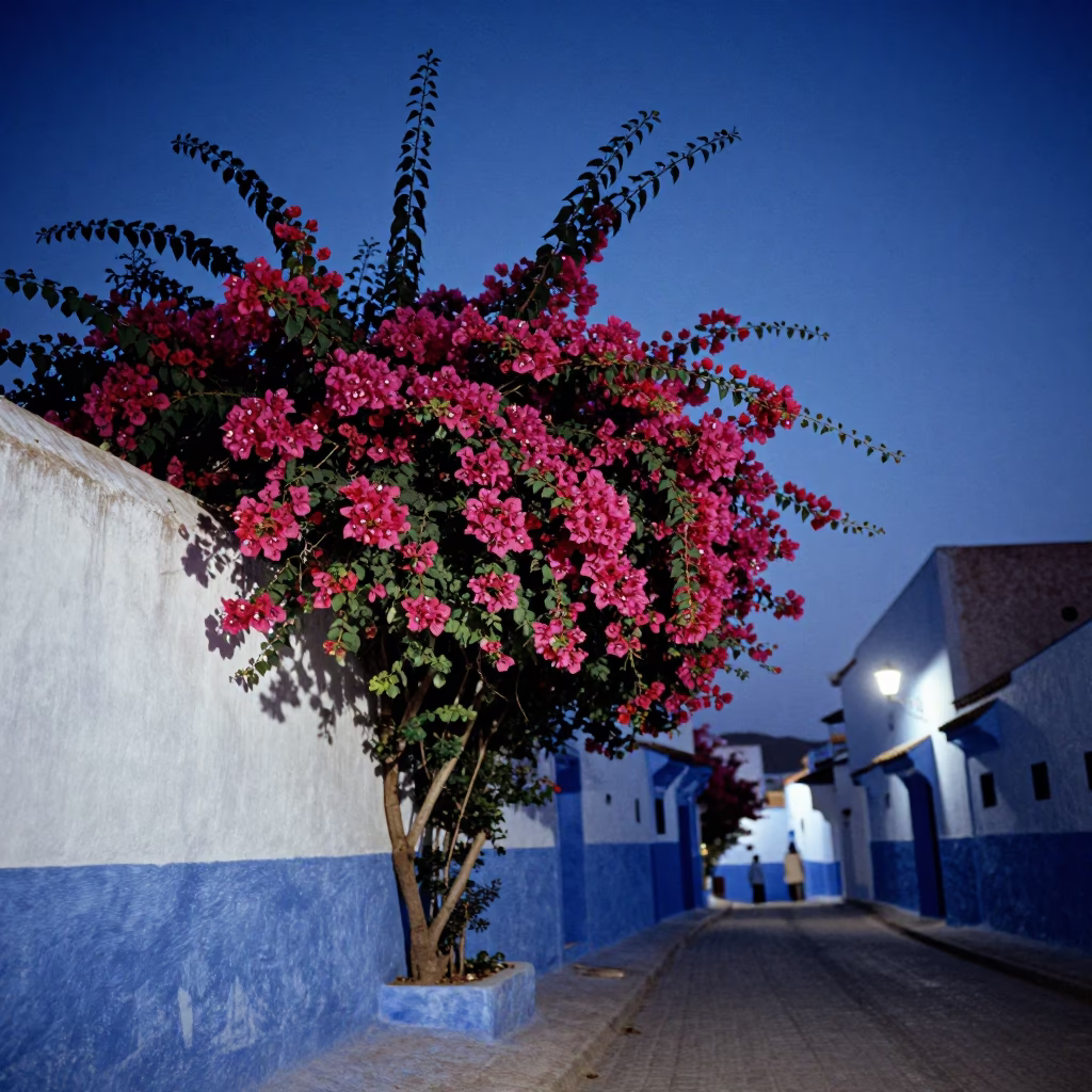 Indigo Twilight Street Scene in Fez Morocco with Bougainvillea and Local Life in in Fez, Morocco