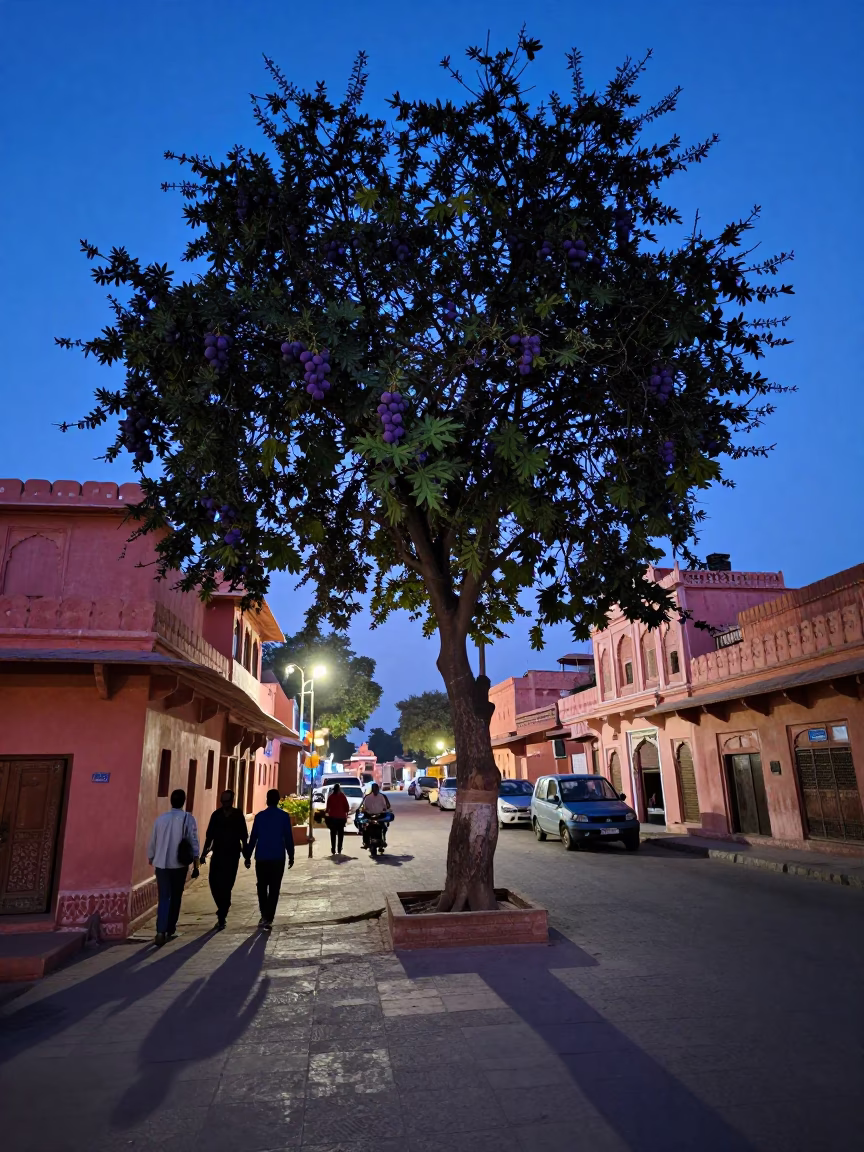 Indigo Twilight Street Scene in Jaipur India with Fig Tree and Local Market Life in in Jaipur, India