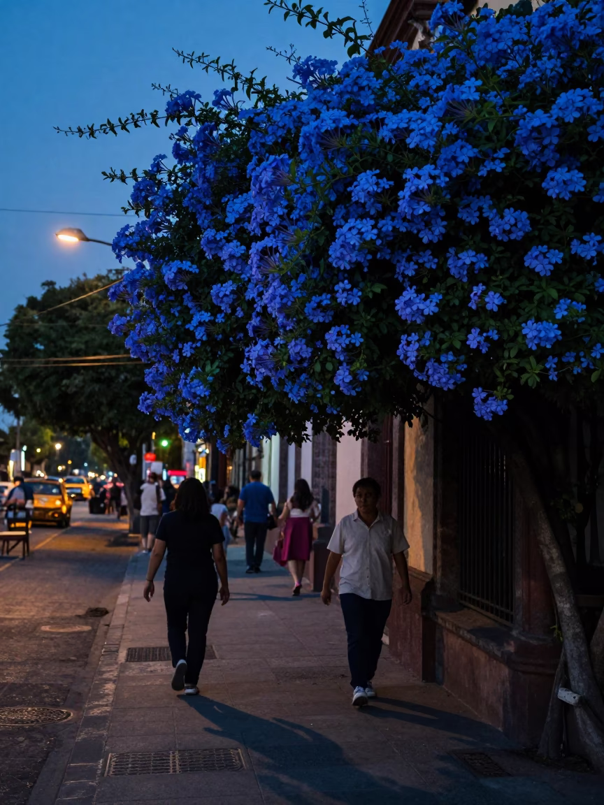 Indigo Twilight Street Scene in Mexico City Featuring Blue Plumbago Hedge and Urban Life in in Mexico City, Mexico