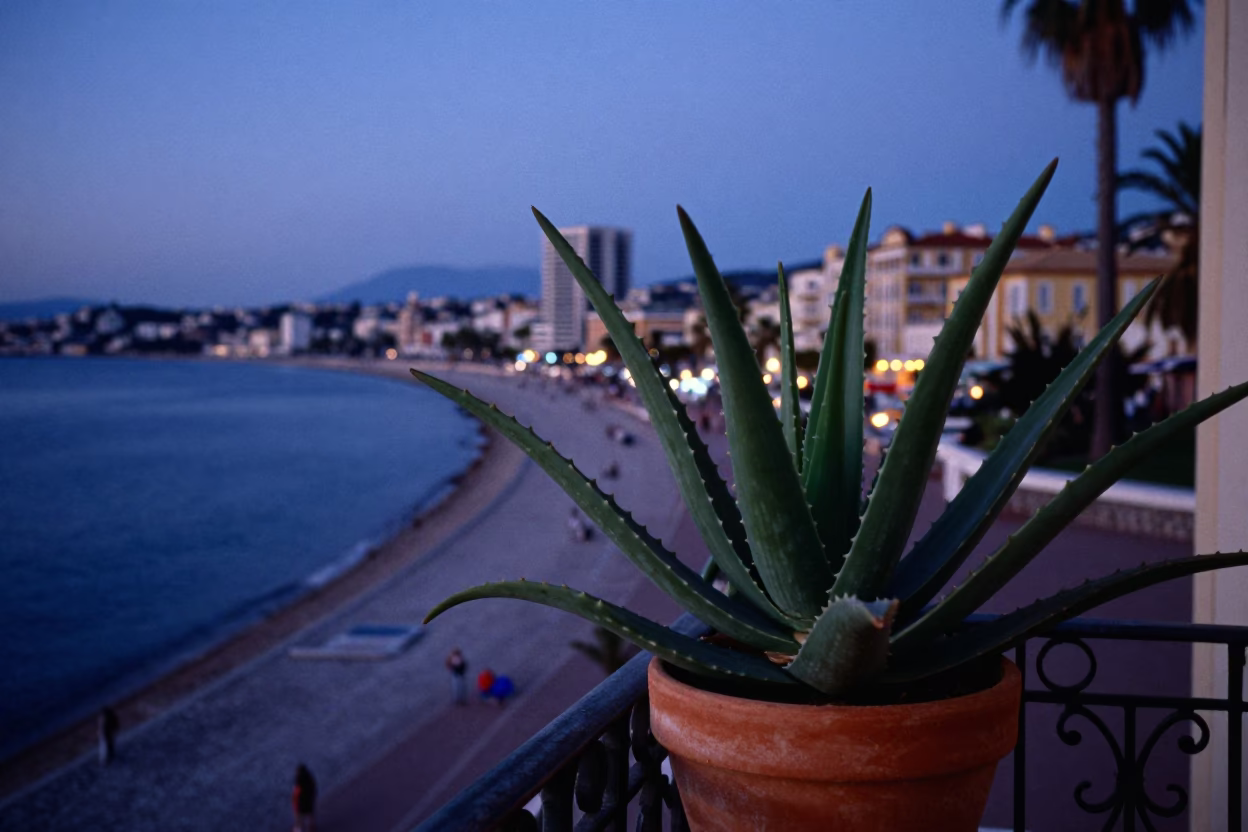 Indigo Twilight View of Nice France Promenade with Aloe Vera Plant on Balcony in in Nice, France