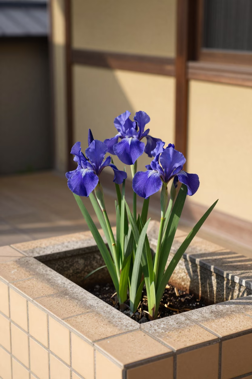 Iris Blossoms in Fukuoka in in Fukuoka, Japan