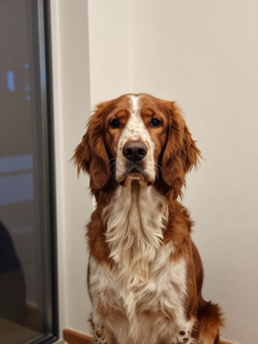 Irish Setter Portrait Beside Plaster Wall in Katowice in beside a plain plaster wall in soft indoor light with the animal centered in frame in Katowice
