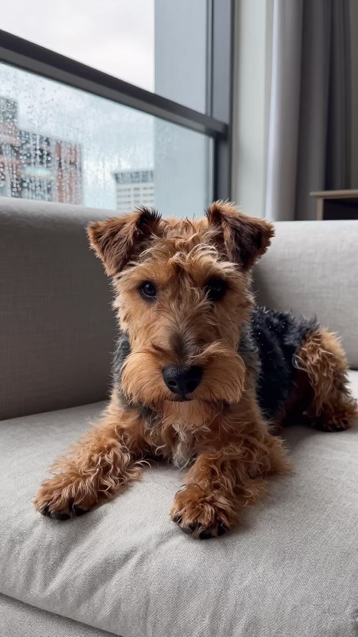 Irish Terrier Resting on Linen Sofa in Chinatown in on a linen sofa with daylight from a nearby window in Chinatown, Singapore