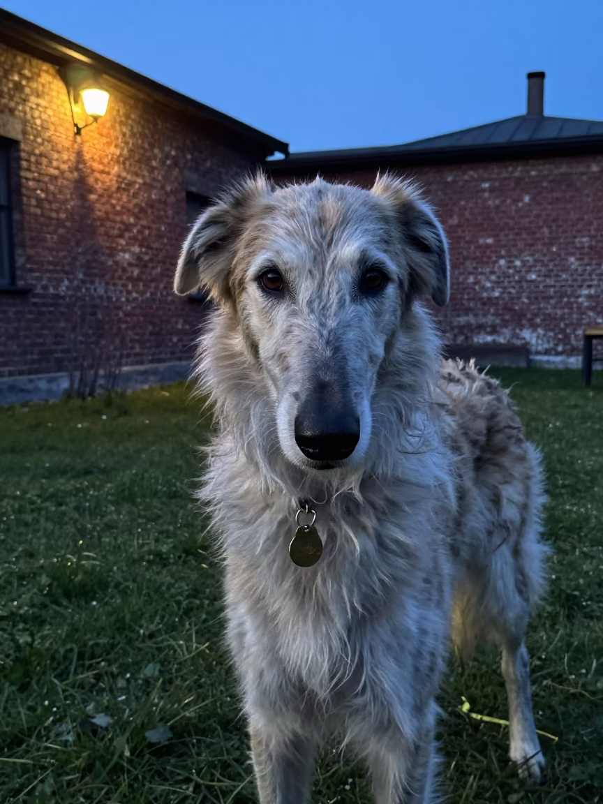Irish Wolfhound in Karakoy Yard Twilight in in a small yard with clipped grass, calm light, and the animal centered in frame near Karakoy, Istanbul