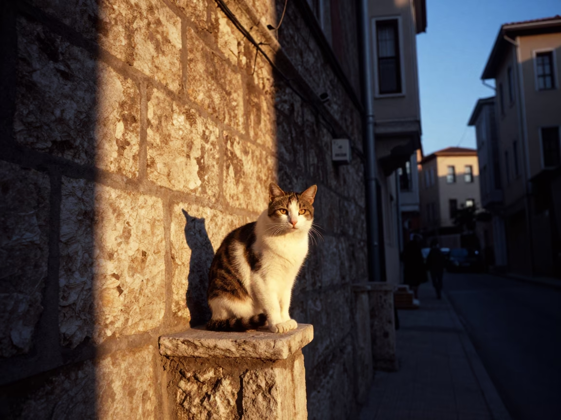 Istanbul Blue Hour Street Scene with Turkish Angora Cat and Sun-Warmed Stone Wall in in Istanbul, Turkey