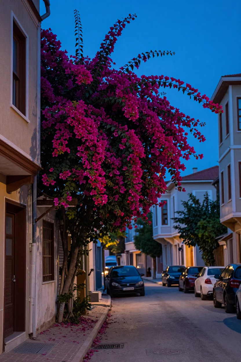 Istanbul Evening Blue Hour Street Scene with Bougainvillea and Local Life in in Istanbul, Turkey