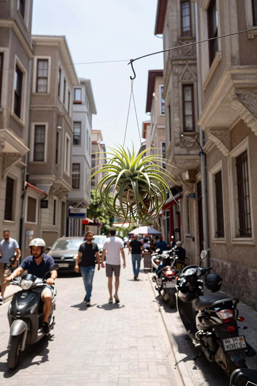 Istanbul Noon Street Scene with Hanging Air Plant and Vintage Urban Details in in Istanbul, Turkey