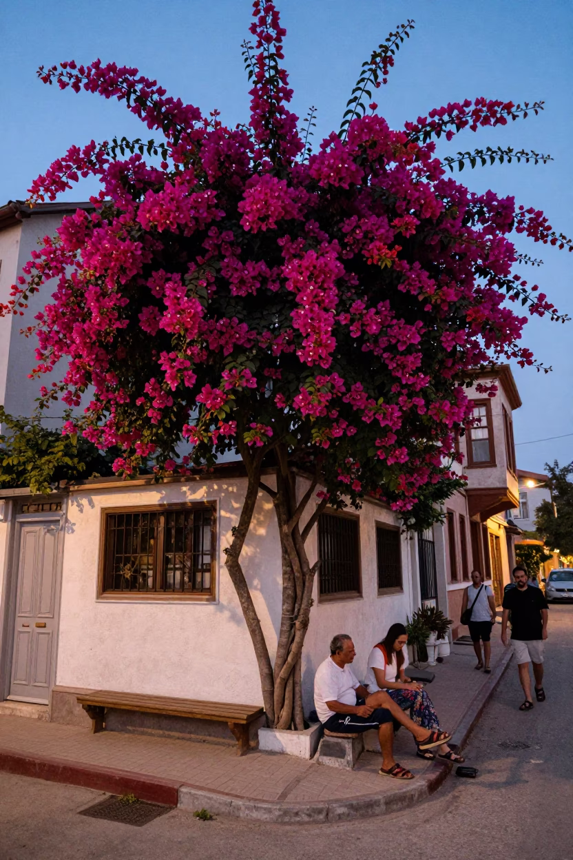 Istanbul Turkey Early Evening Street Scene with Bougainvillea and Local Life in in Istanbul, Turkey