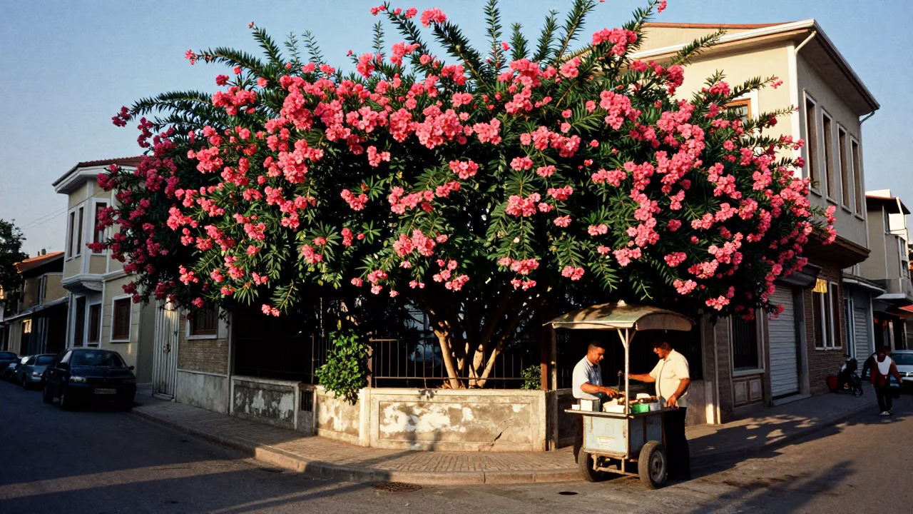 Istanbul Turkey Late Afternoon Street Scene with Oleander Hedge and Local Life in in Istanbul, Turkey