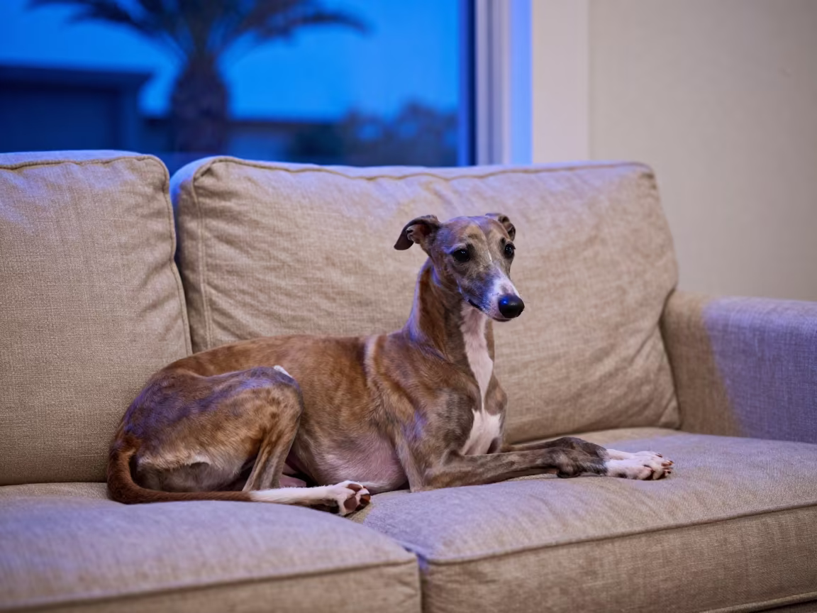 Italian Greyhound on Linen Sofa in Las Vegas Twilight in on a linen sofa with daylight from a nearby window in Las Vegas