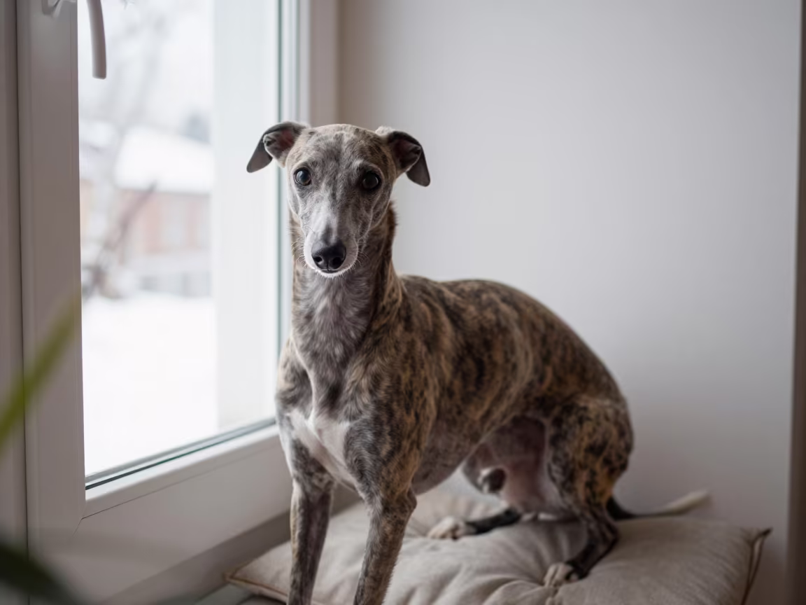 Italian Greyhound Portrait on Window Seat in on a cushioned window seat with soft side light and an uncluttered background near Gothenburg