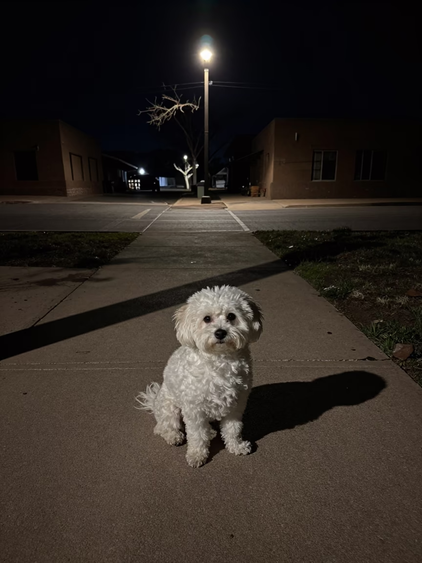 Italiano Dog in Santa Fe at Deep In The Night Light in in Santa Fe, New Mexico, United States