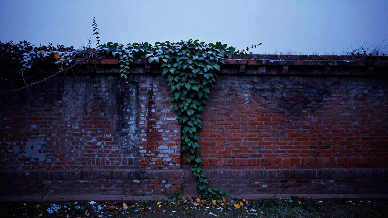 Ivy on Brick Wall Chandigarh Twilight in among terraced garden plots near Chandigarh