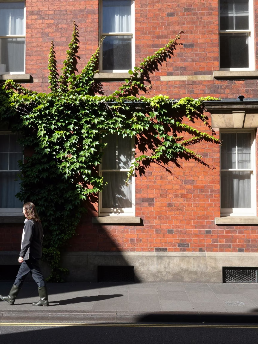 Ivy Vines in Hobart at Midday Light in in Hobart, Tasmania, Australia